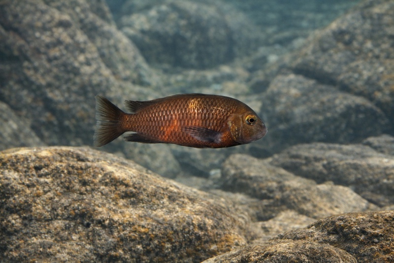 Tropheus sp. 'black' Makobola